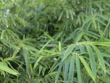 arka plan, yeşil bambu yaprakları