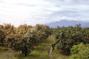 Mango ağaçları Bahçe