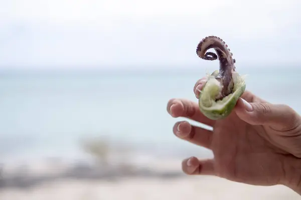 Zeevruchten Kalk Hand Voedsel Octopus — Stockfoto
