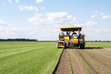 İşçi kesim ve çim çimen grubundaki palet üzerinde yığılmış. Rulo çim, yeşil çim.