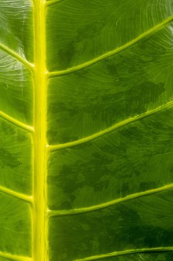 Arka plan doku. Tropikal yaprak yeşil yakın çekim