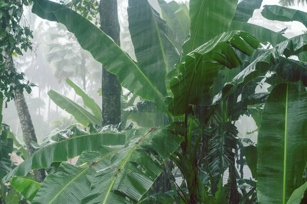 ジャングルの中で熱帯のモンスーン降雨量 — ストック写真