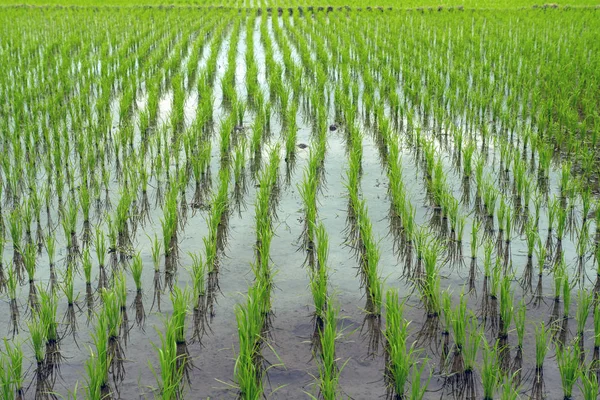 Καλλιέργεια Ρυζιού Ρύζι Λάχανα Ένα Πεδίο Που Γεμίζουν Νερό — Φωτογραφία Αρχείου