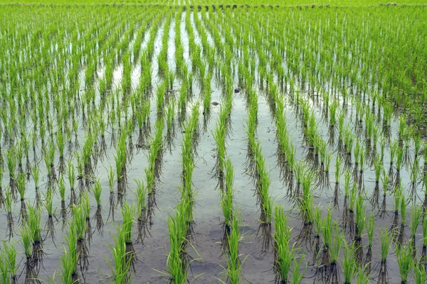 Cultivando Arroz Brotes Arroz Campo Lleno Agua —  Fotos de Stock