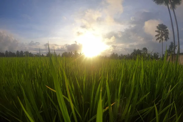 Зеленая сочная трава на закате — стоковое фото