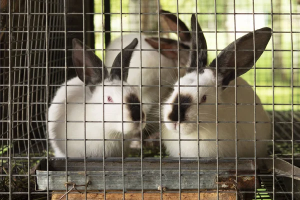 Rabbits in a cage on the farm