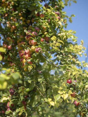 Büyük erik mahsulü. Dallarda bir sürü meyve var..