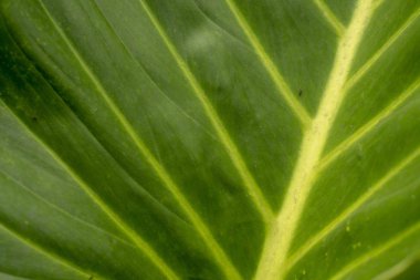 Doğal arka plan, doku, yeşil tropikal yaprak