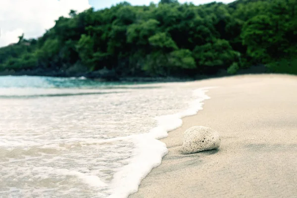 Koraal op het strand van de zee. — Stockfoto