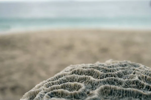 Zeester op het strand. — Stockfoto