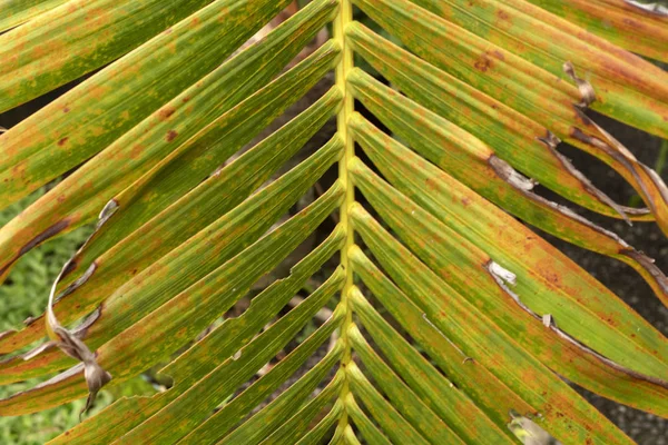 自然な背景、テクスチャ、緑の熱帯の葉 — ストック写真
