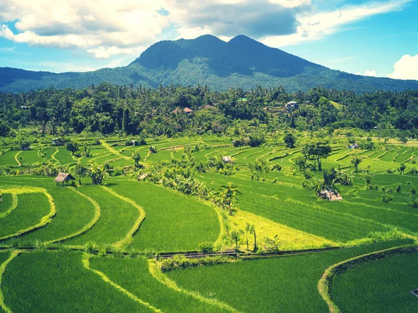 Beautiful natural landscape, green rice field on the background ocean, volcano and sunrise sky on tropical island / Tegalalalang Rice Terrace, Bali, Indonesia — стоковое фото