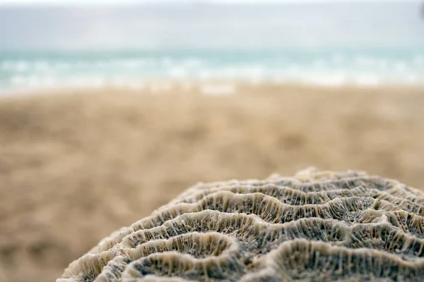 Zeester op het strand. — Stockfoto