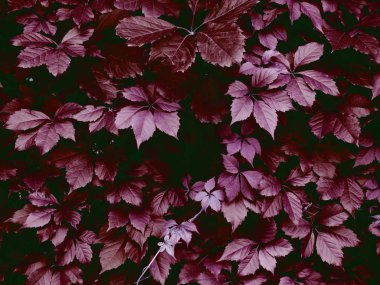 Güzel yeşil parlak arka plan ve yabani üzüm yaprakları, süs yabani üzüm dokusu