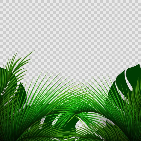 Plantas exóticas isoladas em fundo transparente. Folhas de palma. Folha verde de palmeira . —  Vetores de Stock