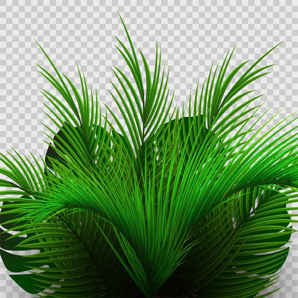 Tropische Palm Bush geïsoleerd op transparante achtergrond. — Stockvector