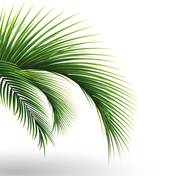 Palm leaves. Green leaf of palm tree on transparent background. Floral background. — Stock Vector