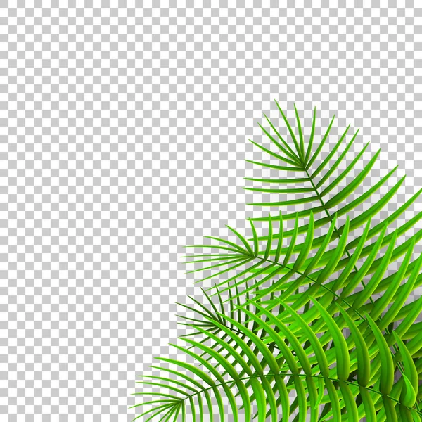 Gree tropical plants on transparet background. Isolated palm leaves. — Stock Vector