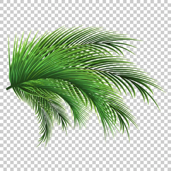 Palm bladeren. Groene blad van palmboom op transparante achtergrond. Florale achtergrond. — Stockvector