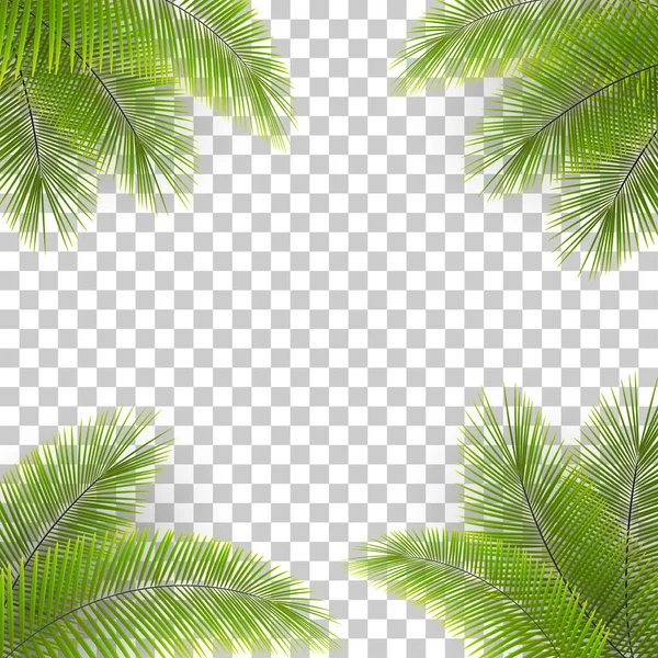 Vector palm tree leaves in the corners on transparent backfround. Tropical background. Coconut leaves frame. — Stock Vector