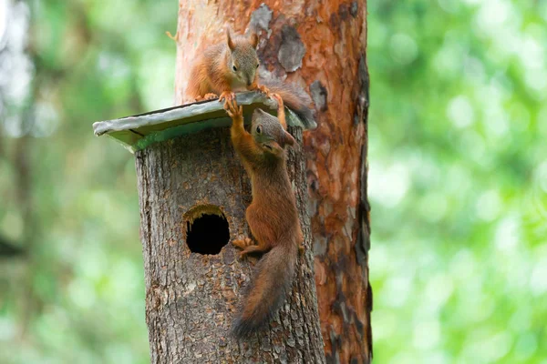 Dwóch Młodych Wiewiórki Grać Domek Drzewie Lesie Lato — Zdjęcie stockowe