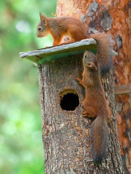 Jóvenes Ardillas Esponjosas Juegan Una Casa Del Árbol Primer Plano —  Fotos de Stock