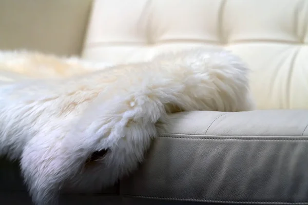 Peau Mouton Repose Sur Canapé Cuir Blanc Intérieur Lumineux Confortable — Photo