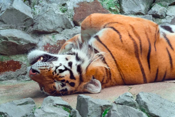 Τίγρη Βρίσκεται Στην Πλάτη Του Πάνω Στα Βράχια Και Απολαμβάνει — Φωτογραφία Αρχείου