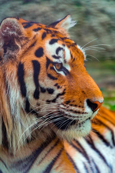 Портрет Большого Тигра Профиль Крупный План — стоковое фото