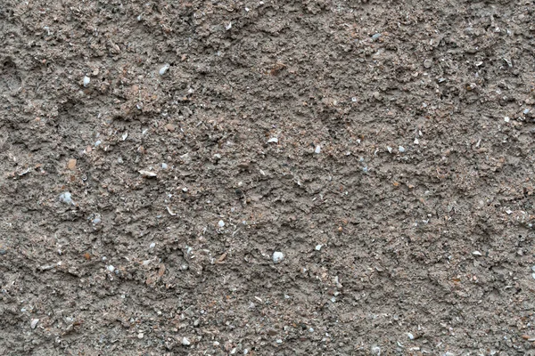 Пластинчатая Стена Морского Песка Пропитанием Раковин Маленьких Морских Моллюсков — стоковое фото
