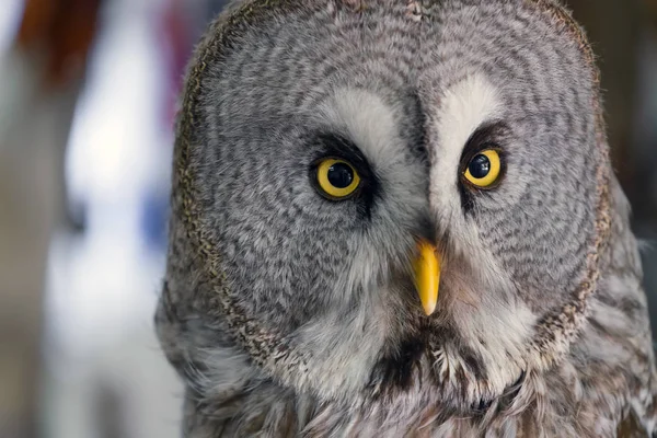 Portrait of an owl close-up, night predator.