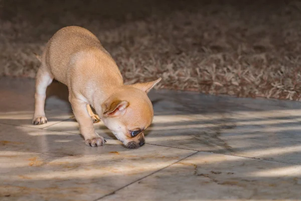 A chihuahua puppy takes a trail and looks for.