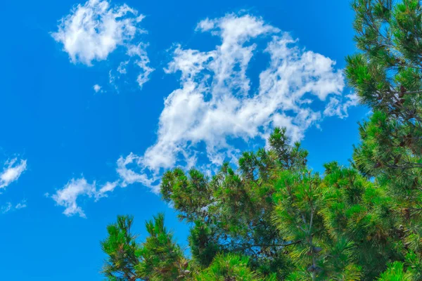 Ágak Fenyő Ellen Kék Felhők — Stock Fotó