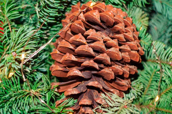 Brun Fir Kon Närbild Bakgrunden Gröna Nålar — Stockfoto