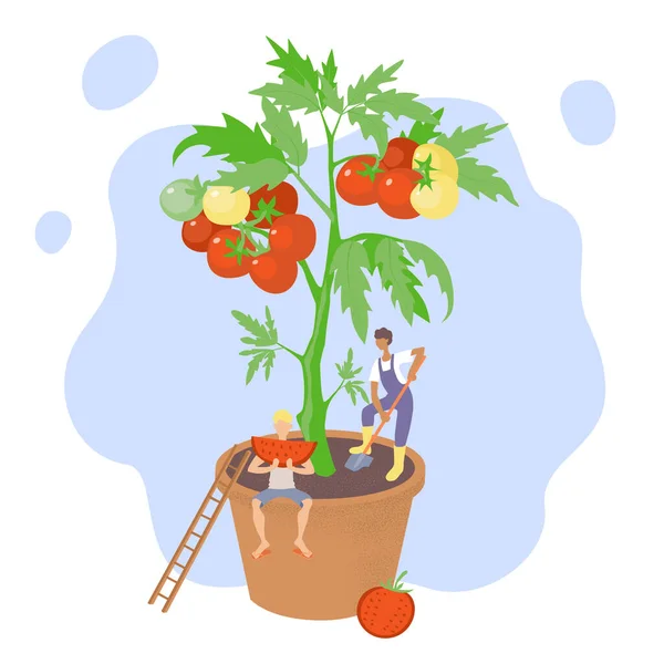 Έννοια Της Καλλιέργειας Λαχανικών Στο Σπίτι Ντομάτες Φυτρώνουν Γλάστρα Αγρότης — Διανυσματικό Αρχείο