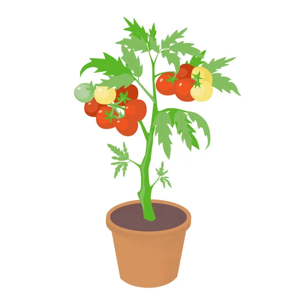 Arbusto Tomate Cereja Pote Flor Bando Tomates Vermelhos Maduros Amarelos — Vetor de Stock