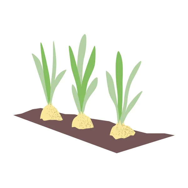 Bulbs Growing Ground Young Green Onion Shoots Garden Hobby Business — Stock Vector