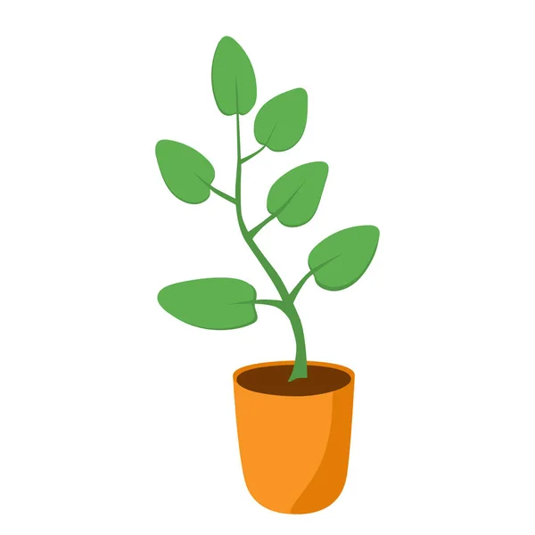 Φυλλοβόλο Φυτό Εσωτερικού Χώρου Πράσινα Φύλλα Μια Κατσαρόλα Φυτική Αναπαραγωγή — Διανυσματικό Αρχείο