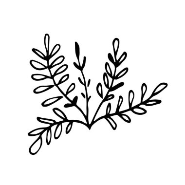 Küçük çim çalı el çizimi. Dikdörtgen yapraklı dallar. Poster tasarım elementleri için siyah ana hatlı bitki. Stok vektör illüstrasyonu beyaz arkaplanda izole edildi.