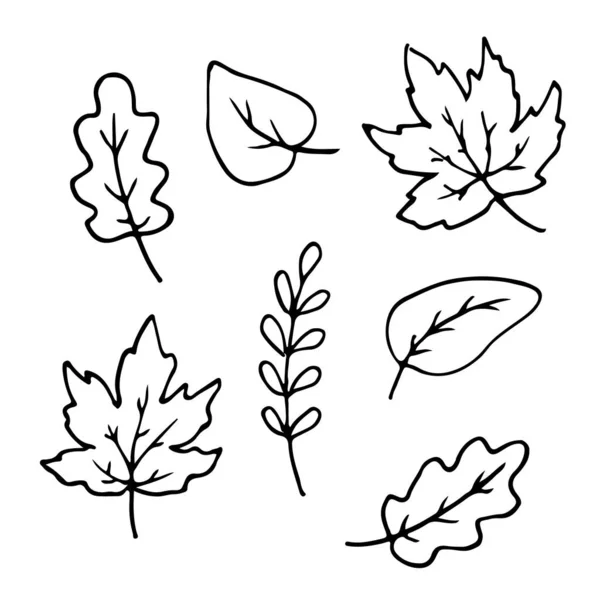 Feuilles Automne Dessinées Main Ensemble Doodle Croquis Bouleau Chêne Érable — Image vectorielle