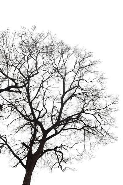 Dry bare branches isolated on white background — Stock Photo, Image