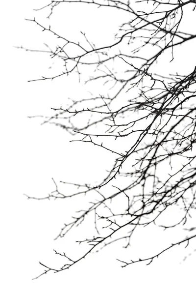 Branches nues sèches isolées sur fond blanc — Photo