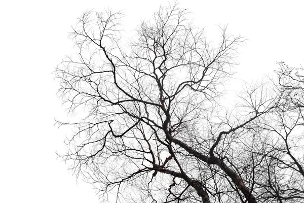 Suche gałęzie gołe na białym tle — Zdjęcie stockowe
