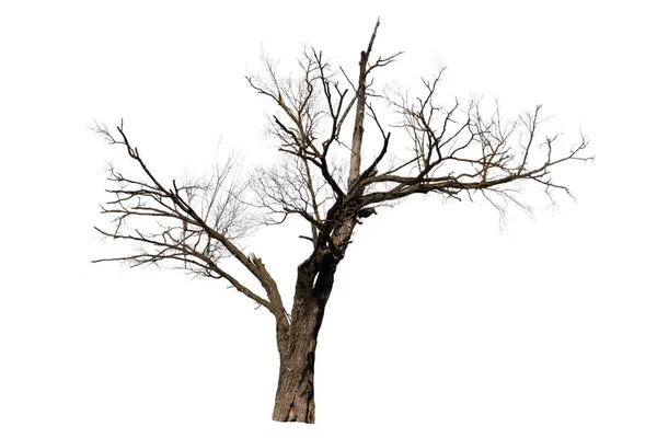 Dry bare branches isolated on white background — Stock Photo, Image