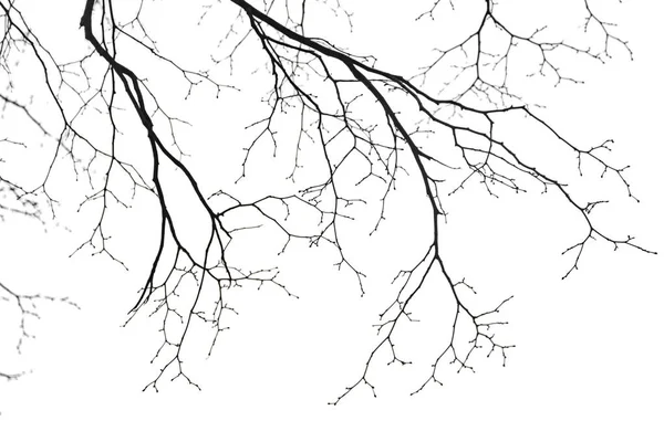 Сухие голые ветви на белом фоне — стоковое фото