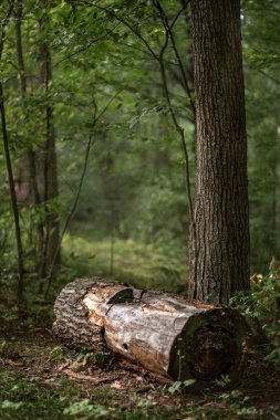Güzel yeşil yaz ormanı. Bahar arkaplanı, fon