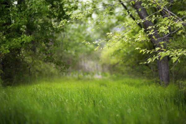 Vacker grön sommarskog. Vårbakgrund, bakgrund — Stockfoto