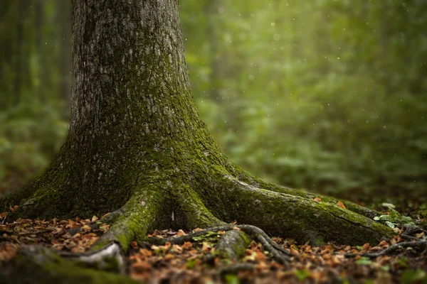 Vacker grön sommarskog. Vårbakgrund, bakgrund — Stockfoto