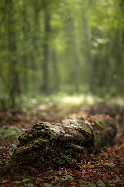 Vacker grön sommarskog. Vårbakgrund, bakgrund — Stockfoto