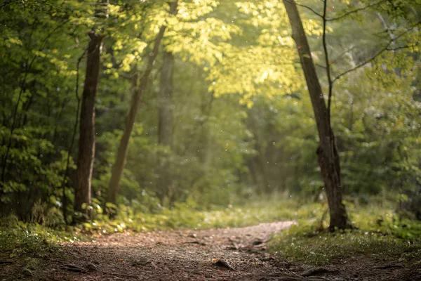 Vacker grön sommarskog. Vårbakgrund, bakgrund — Stockfoto